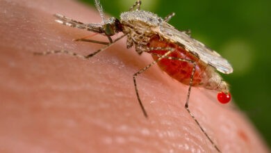 What are the symptoms of Malaria?-woms