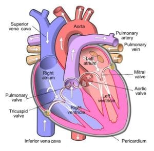 Heart failure guidelines