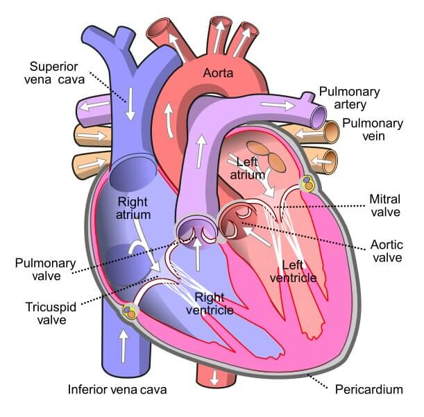 Heart failure guidelines for treatment - Medical Blogs For Students