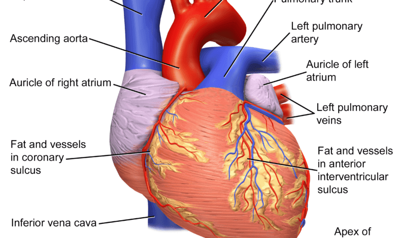 Details about Anatomy of the heart and it's structuret : Ultimate Guide