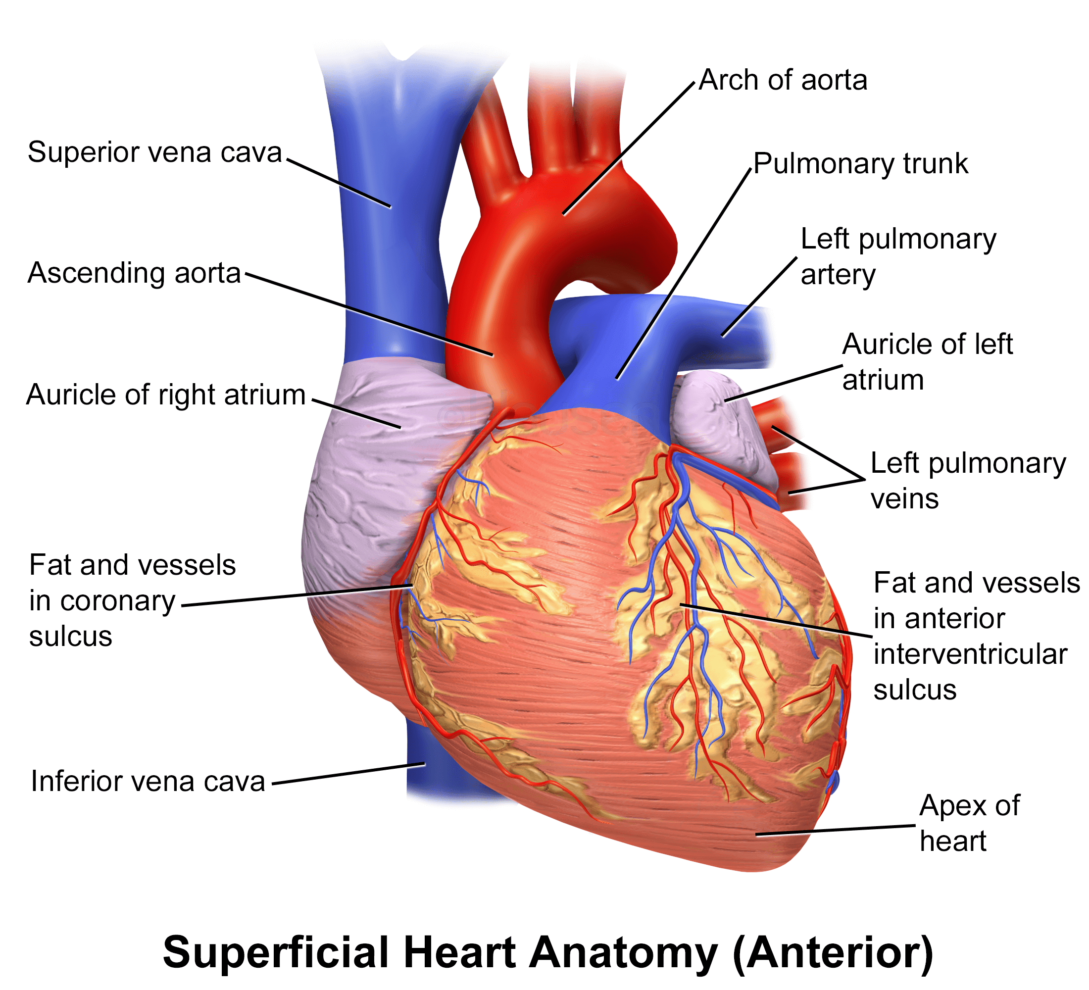 presentation of heart