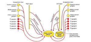 Formation of superficial and deep cardiac plexus