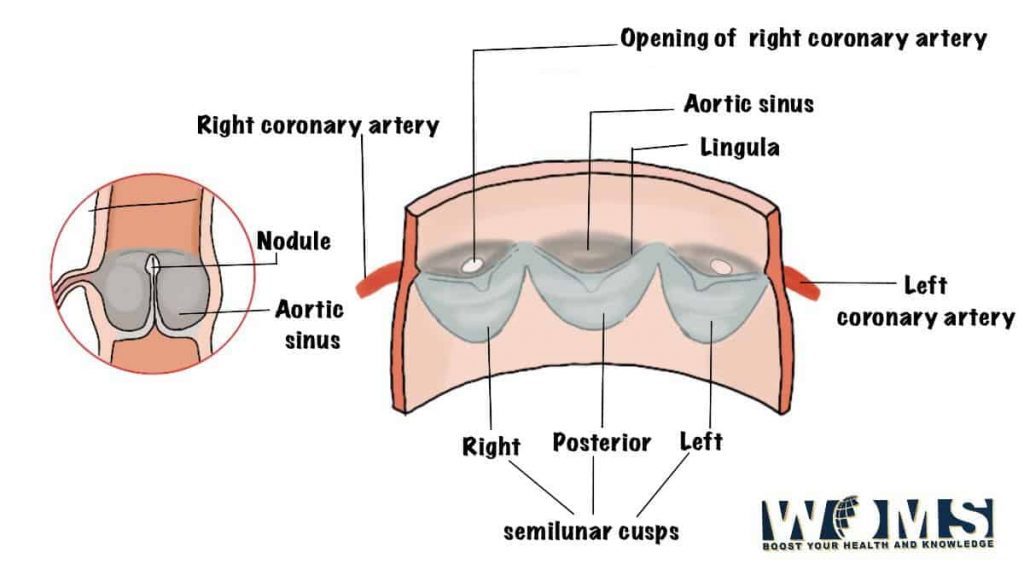 anterior view of aortic valve
