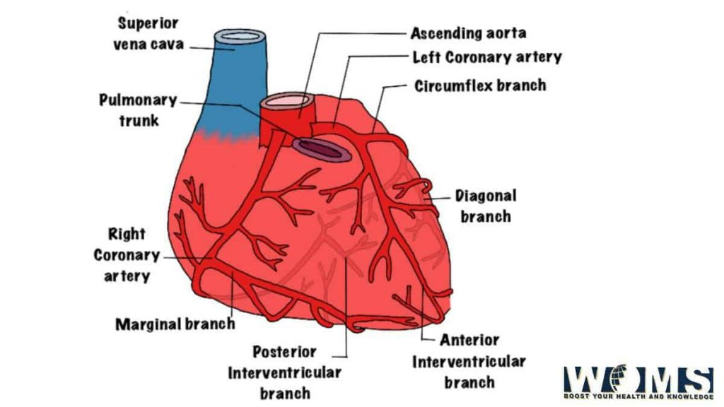 arterial supply of heart