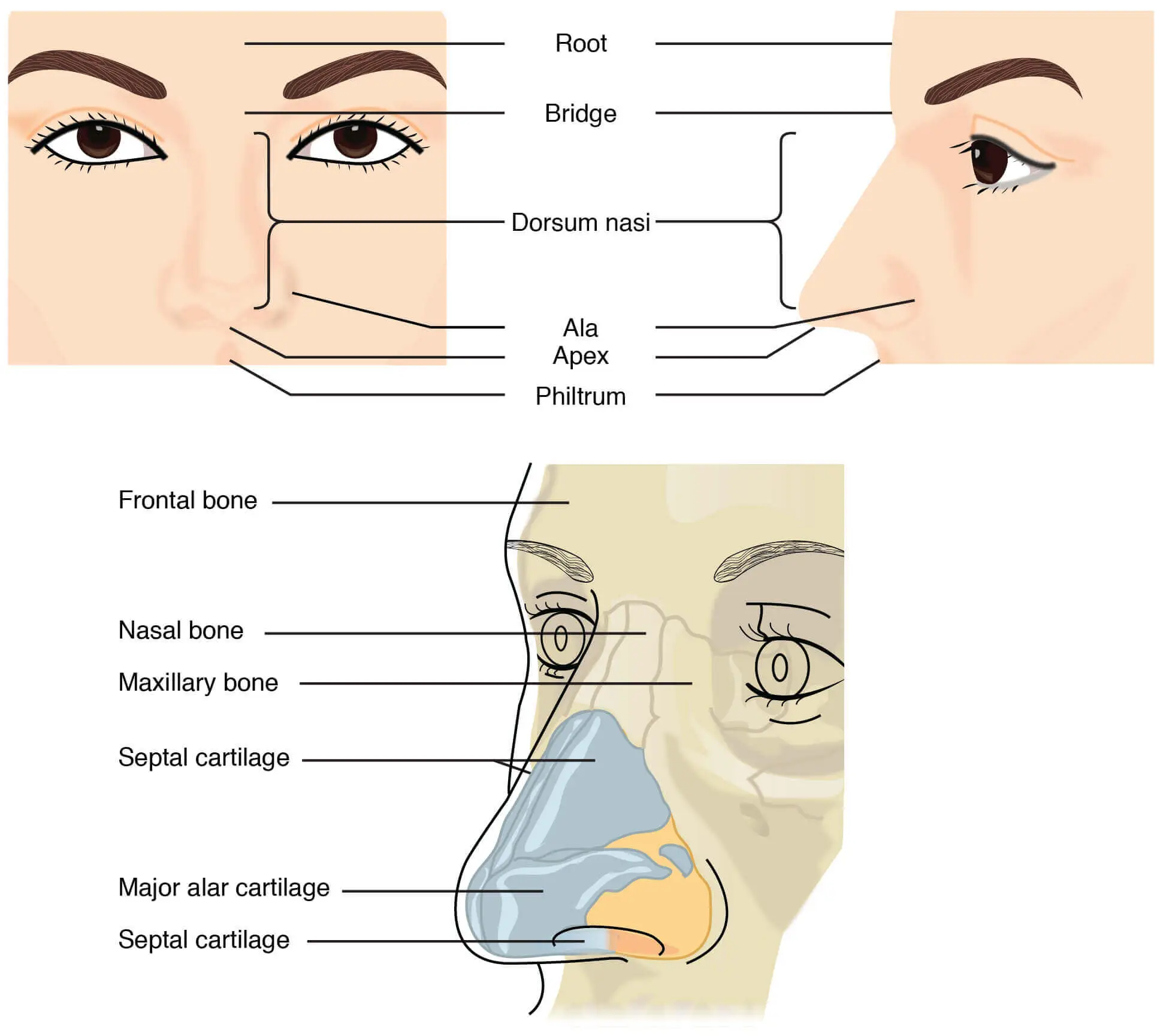 Anatomy of the nose