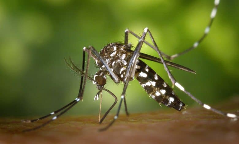 Dengue fever