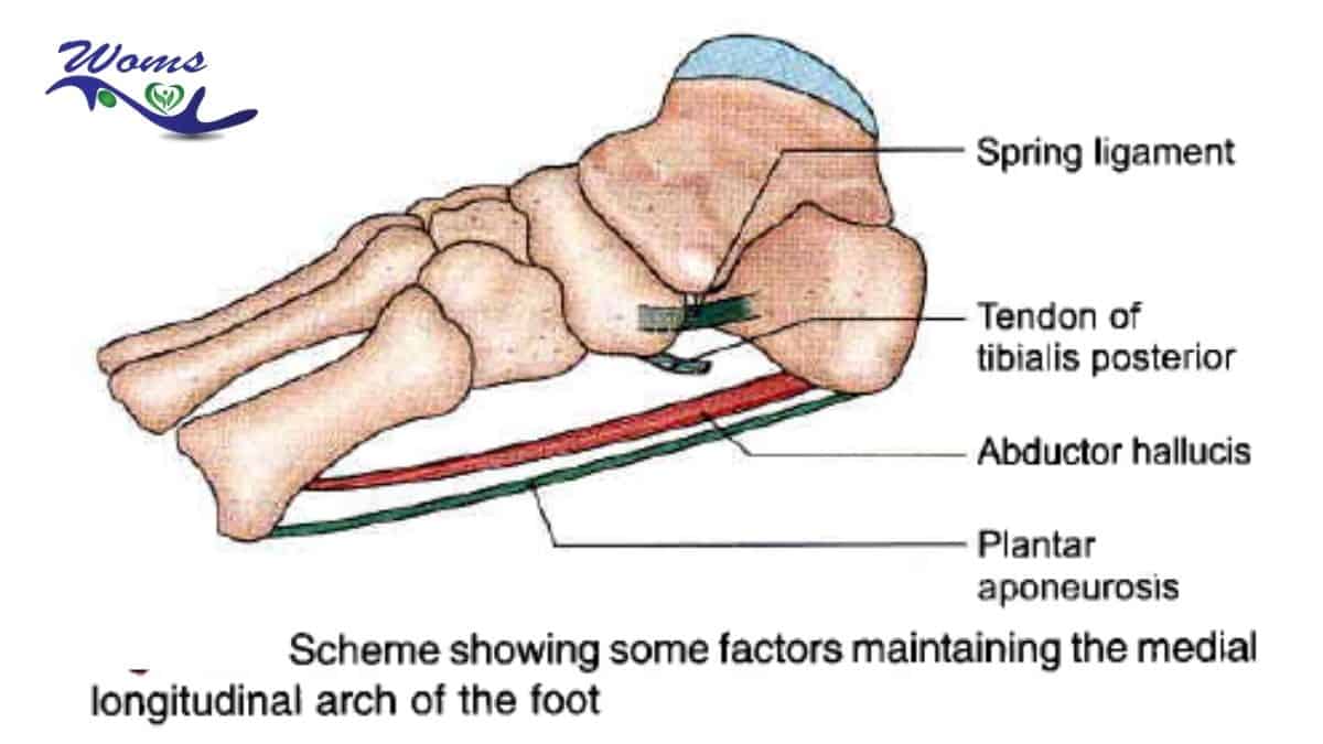 Factor maintaining medial longitudinal arches of foot