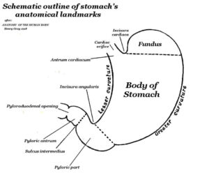 anatomy of the stomach