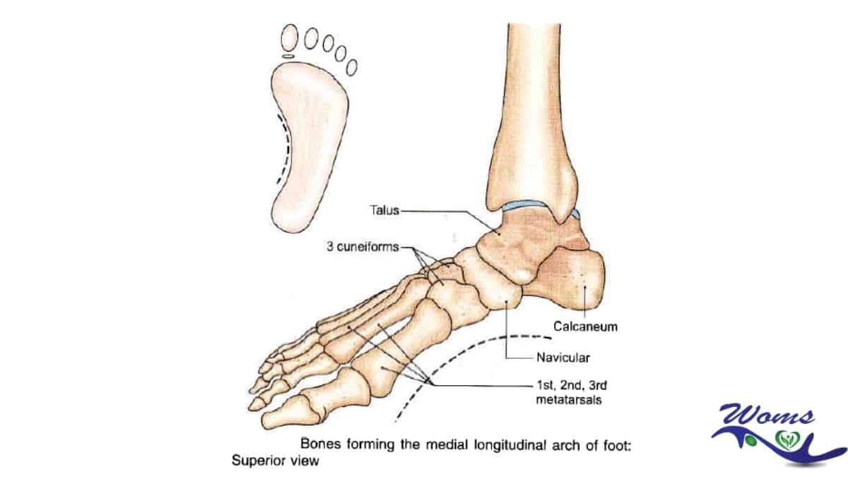 Medial Longitudinal Arch of foot