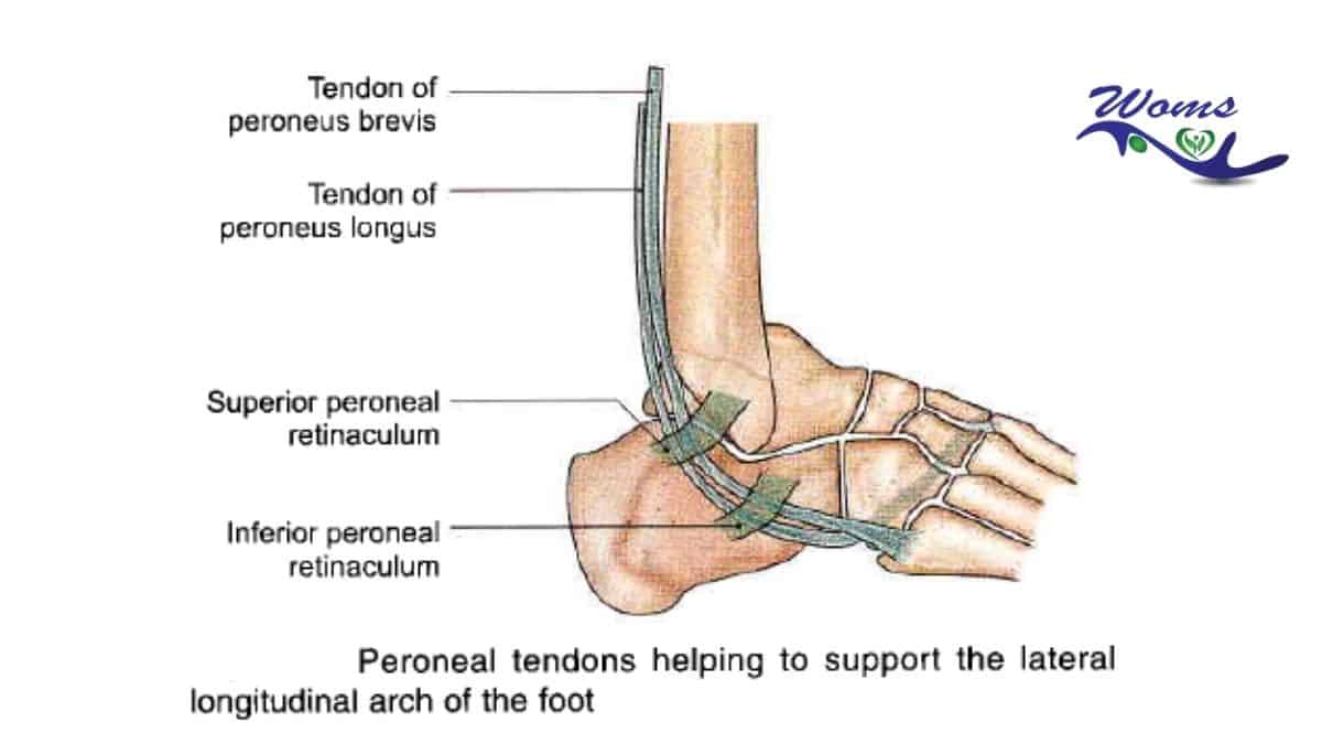 Tendon of arches of foot