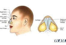 anatomy of the nose