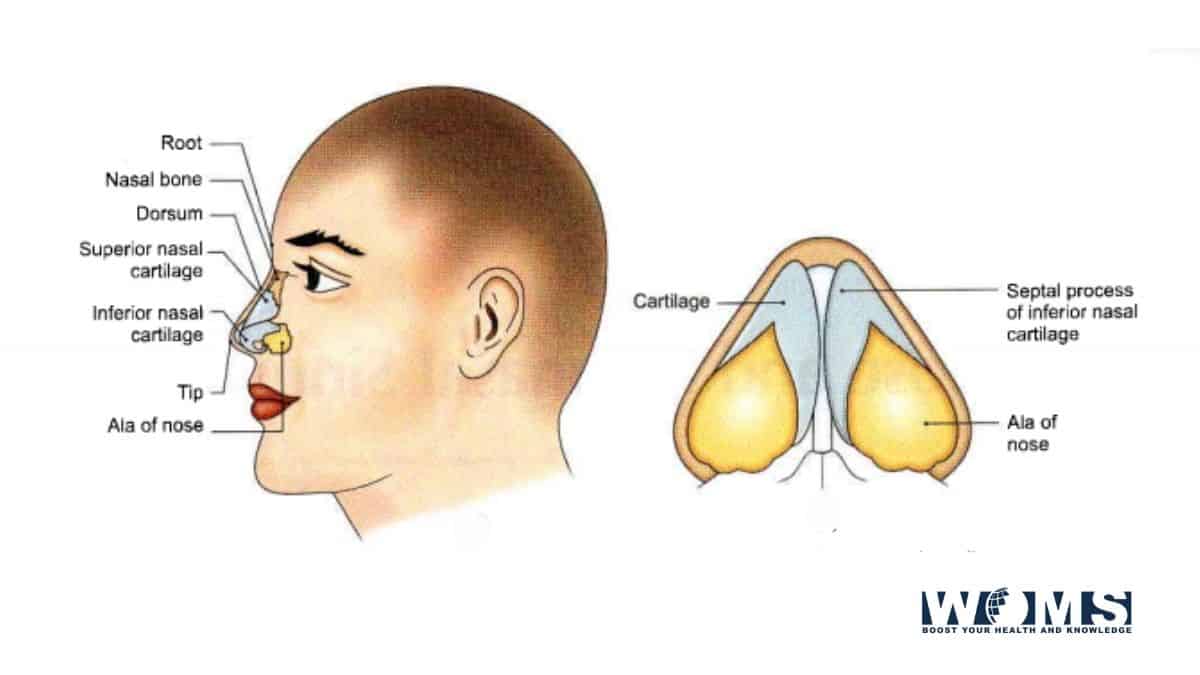 anatomy of the nose