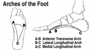 Arches of foot : Introduction,Types,Function and Clinical correlation