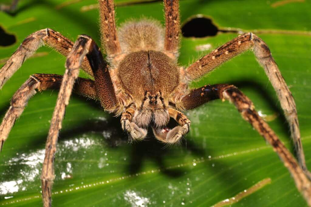 brazilian wandering spider mating