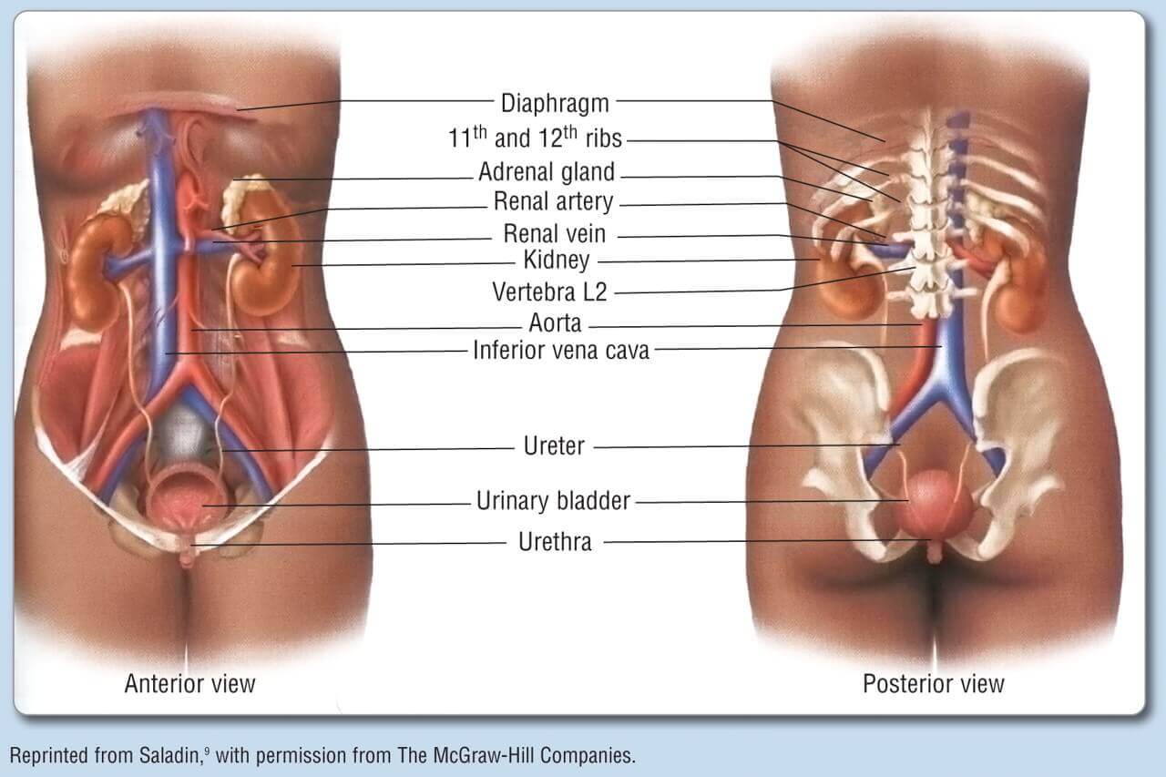 Urinary System