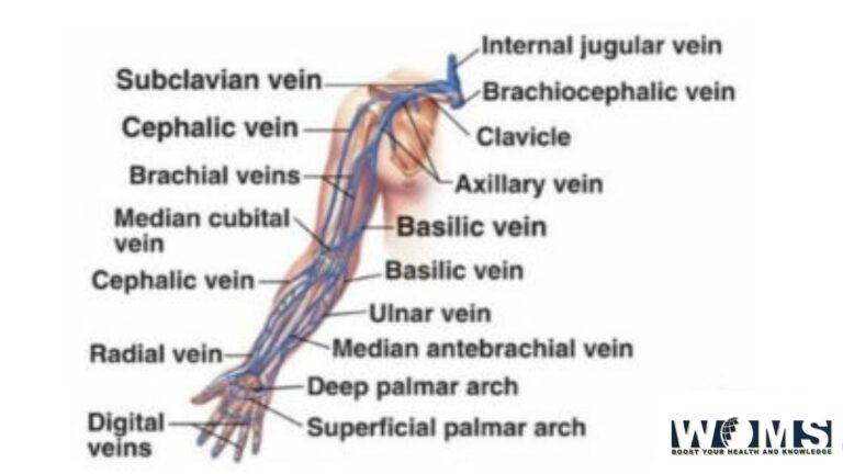 Veins of the upper limb