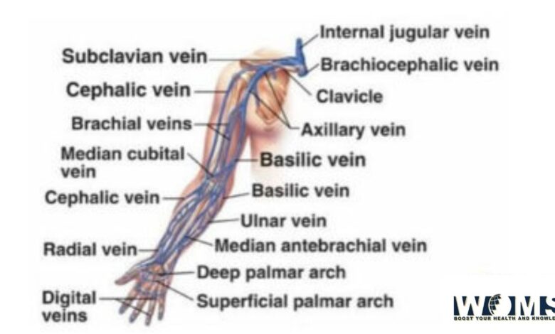perforating veins of upper limb)