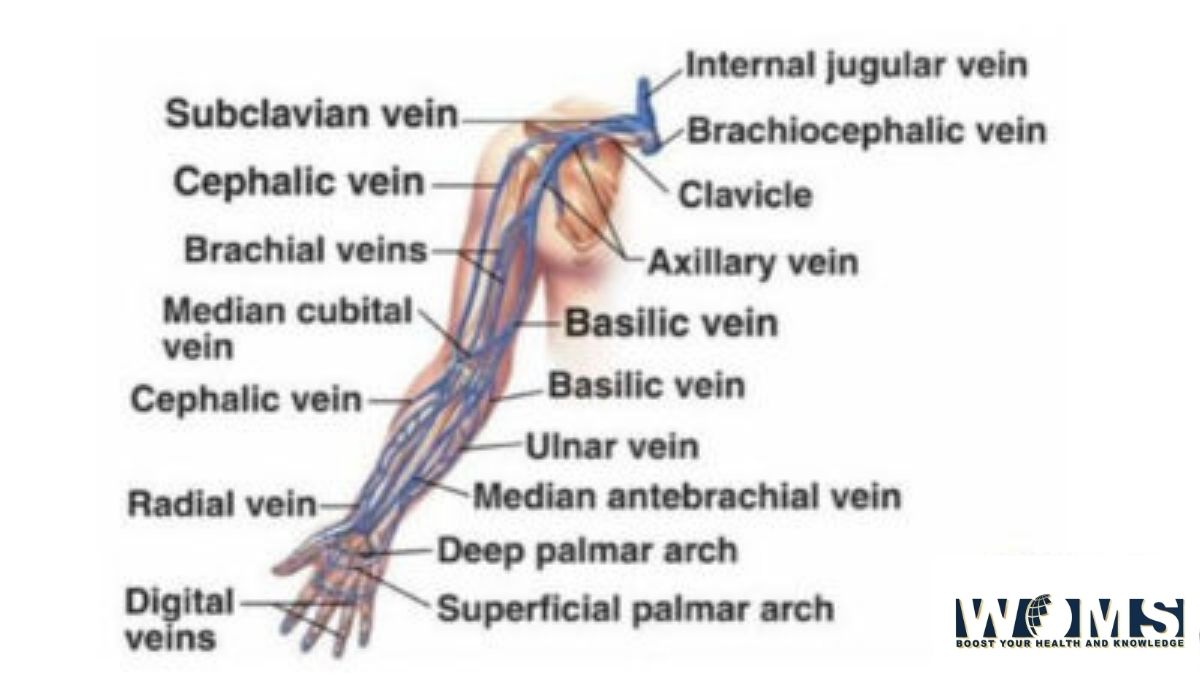 perforating veins drain blood from)