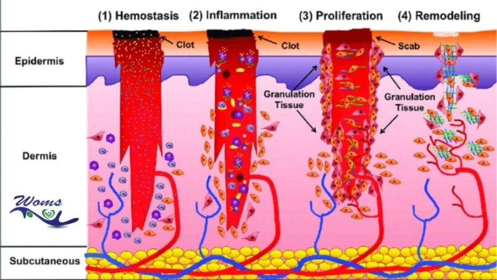 Which Body Part Takes the Longest to Heal-Human Recovery Facts