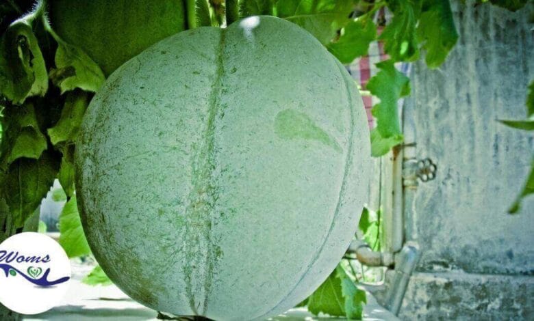 Nutritional Benefits Of Ash Gourd Winter Melon Woms