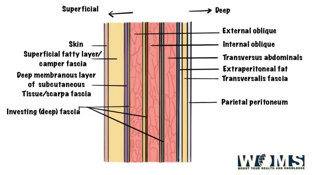 anterior abdominal wall arrangement