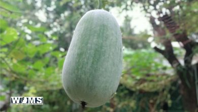 Nutritional benefits of ash gourd (winter melon)