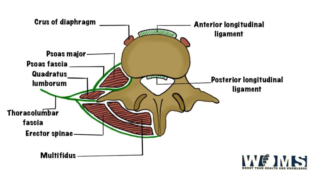 fasciae of the posterior abdominal