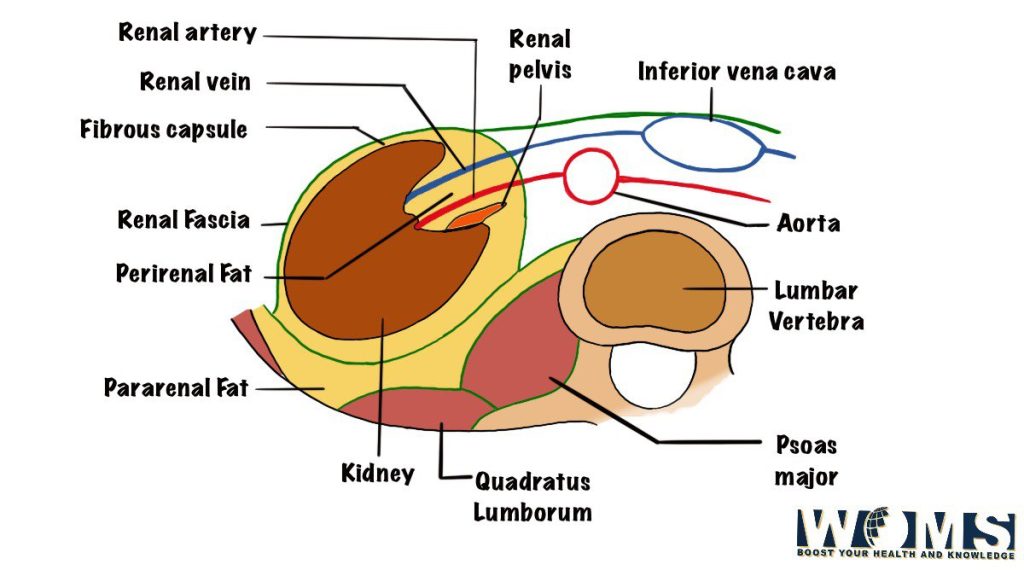 transverse section of kidney level in the posterior abdominal wall