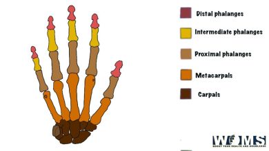 Bones of the hand