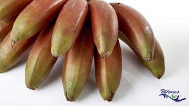 Health-benefits-of-red-bananas