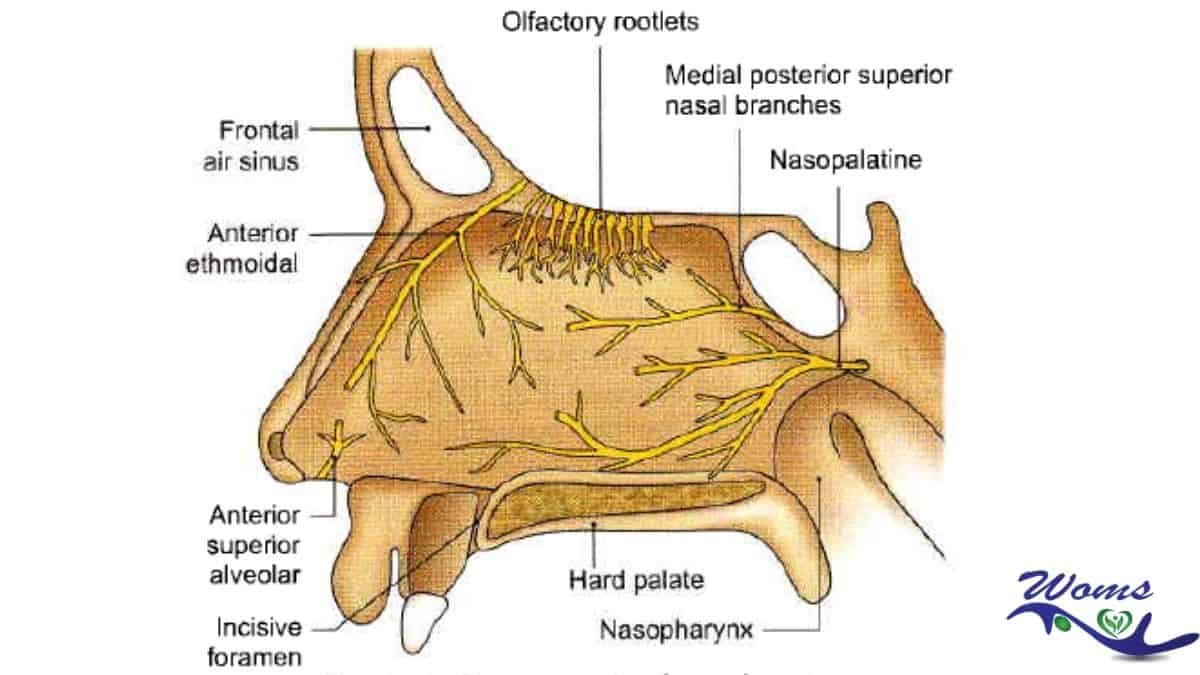 Nerve supply of nose