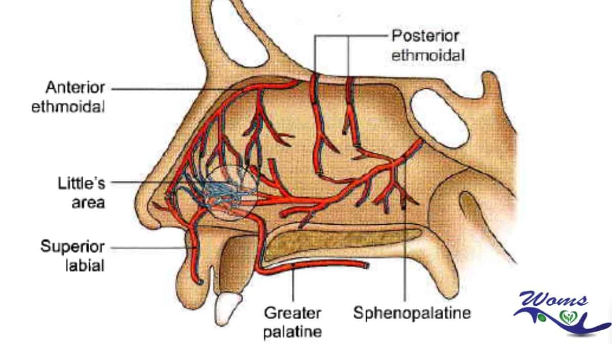 arterial supply of nose