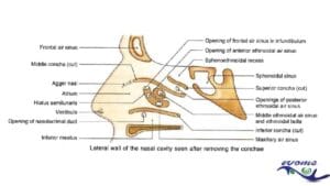 Anatomy of the nose