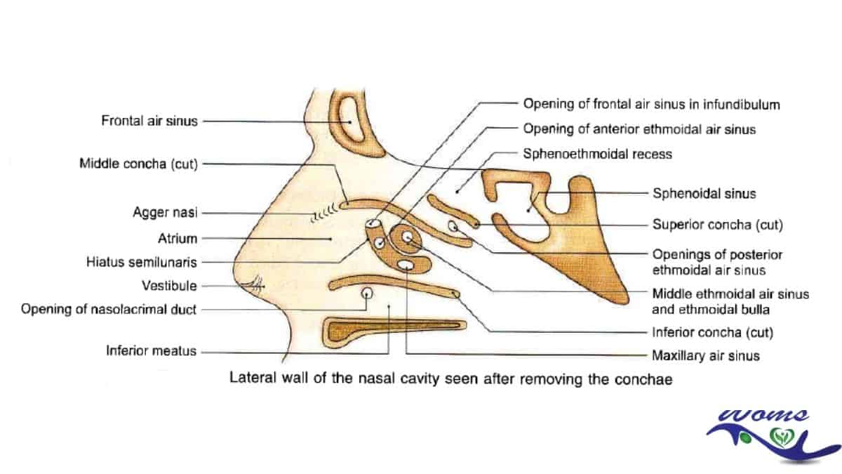 Lateral wall of nose