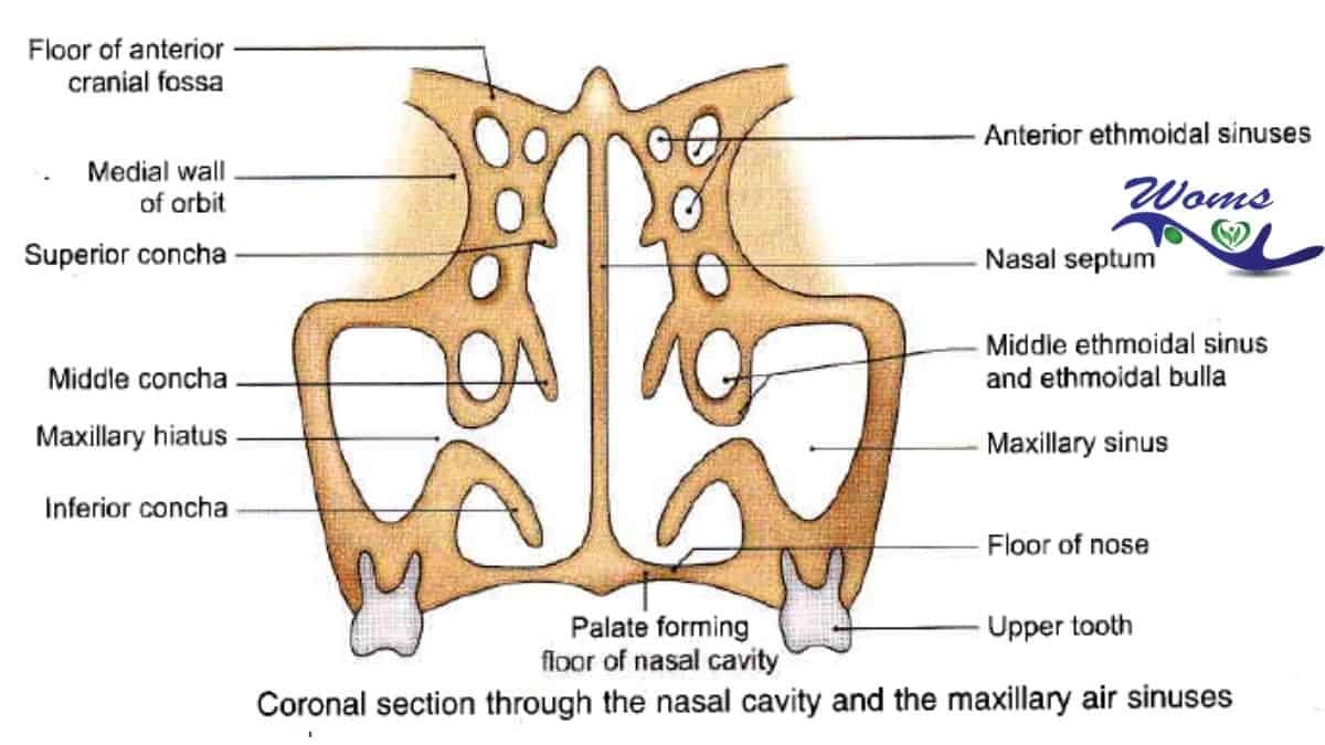 Nasal cavity anatomy