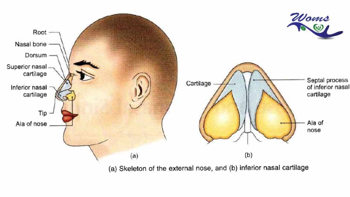 Nose anatomy