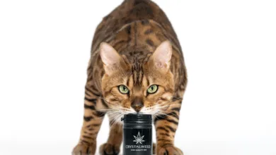 CBD cat treats