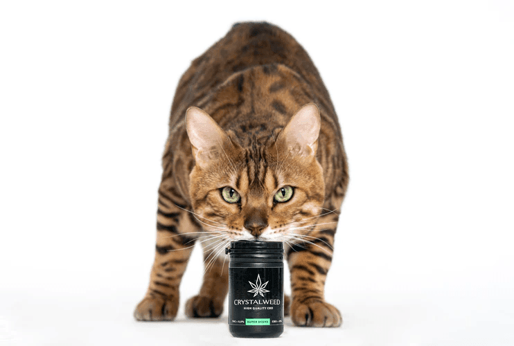 CBD cat treats