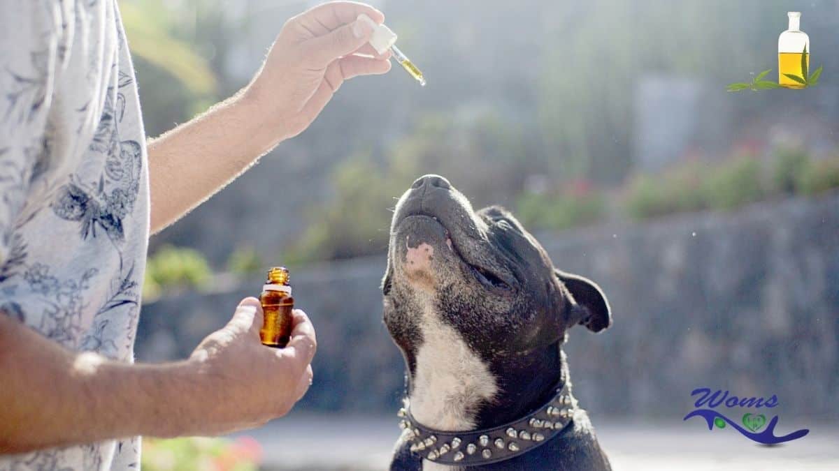 cbd oil for pets