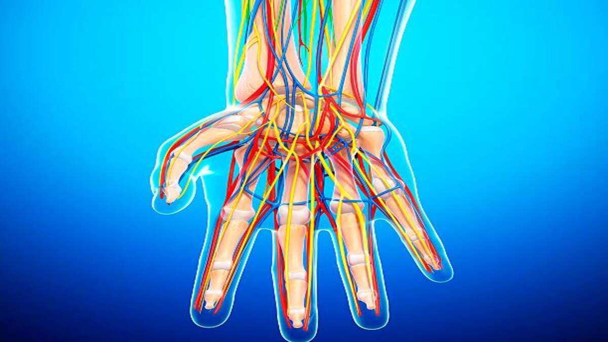 Anatomy of the nerves in hand - WOMS