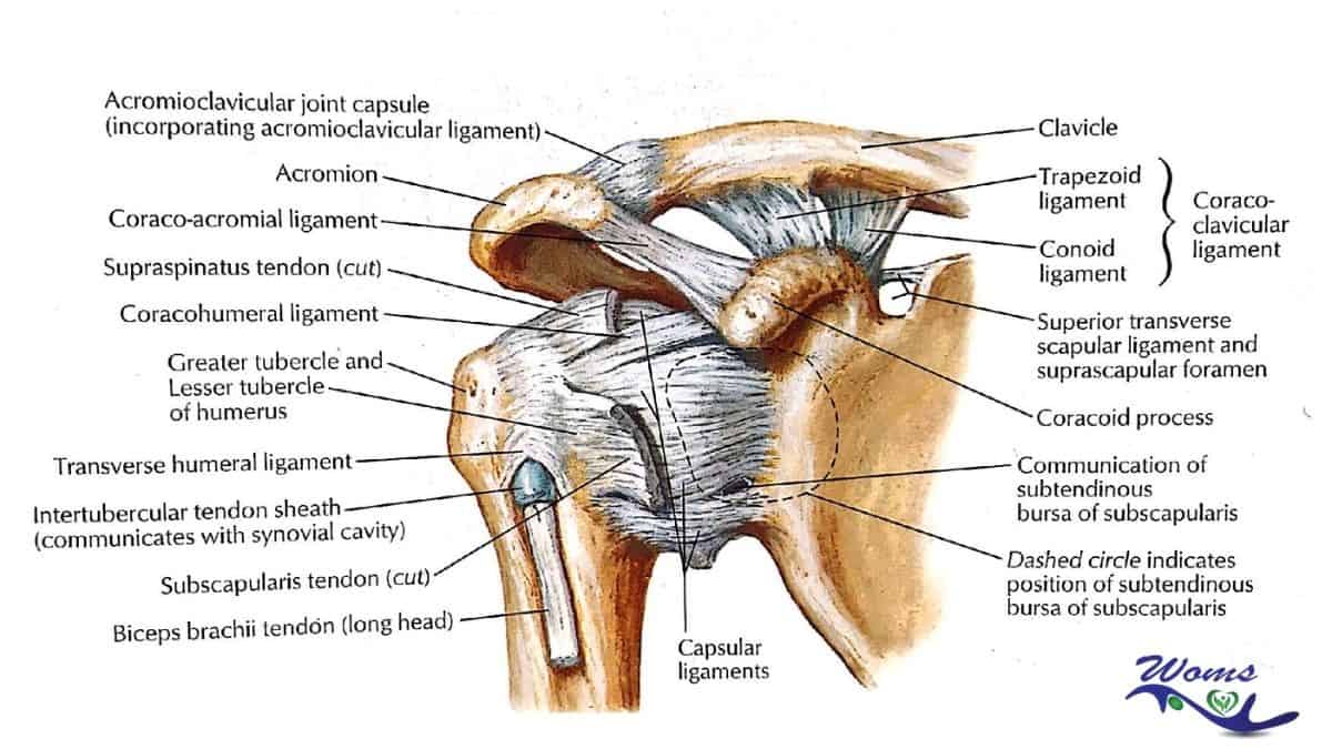 Ball and socket joint or spheroidal joint in human body - WOMS