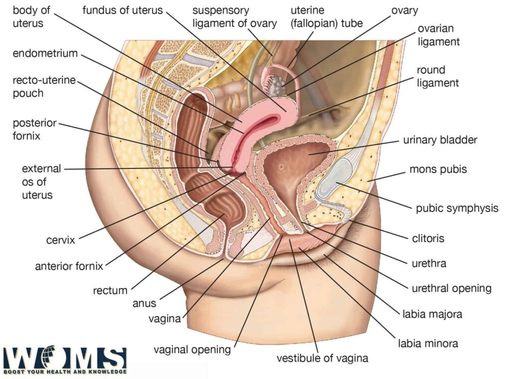 vagina anatomy