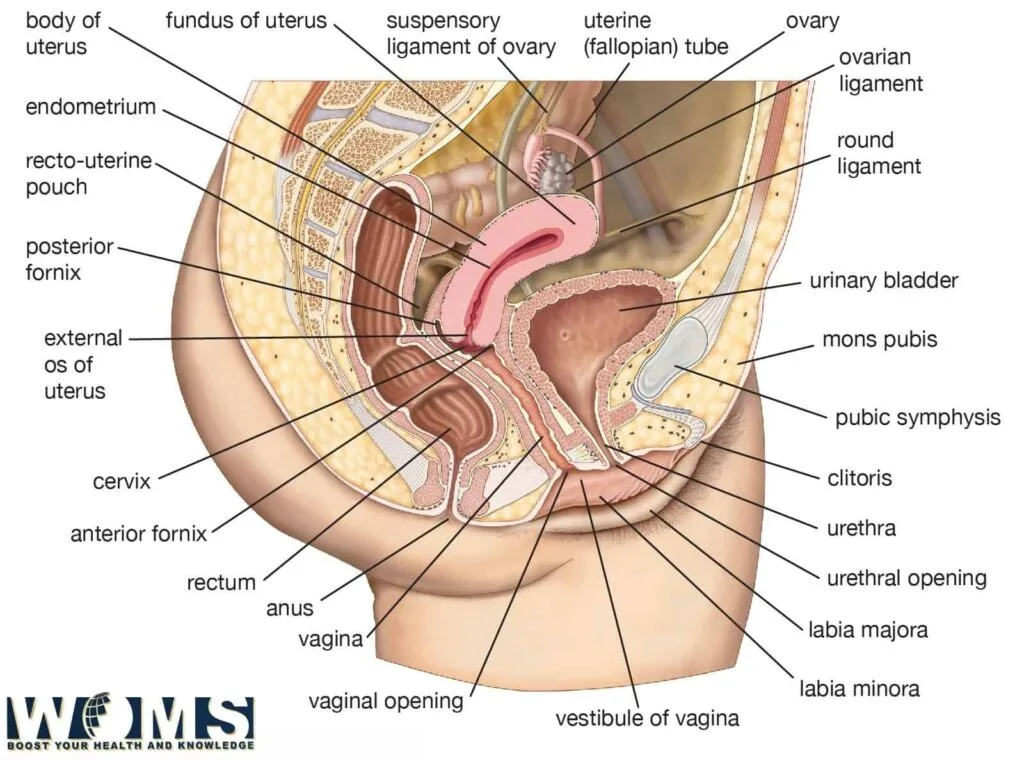 Vagina And Vagina Pics With Its Anatomy WOMS