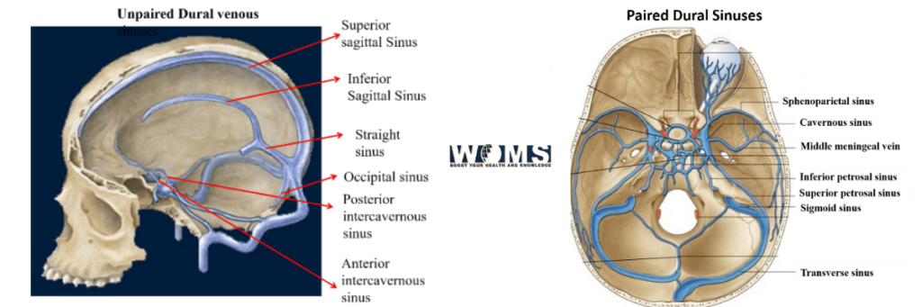 dural venous sinuses (paired and unpaired)