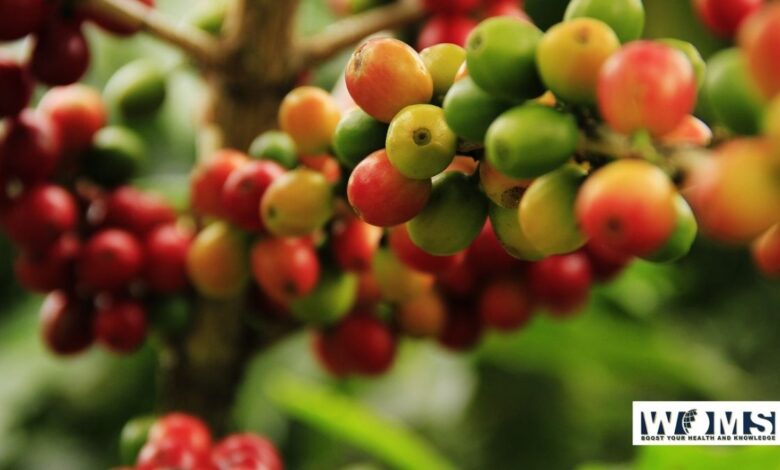 Coffee Fruit