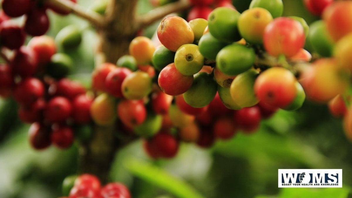 Coffee Fruit Nature’s Super Fruit WOMS