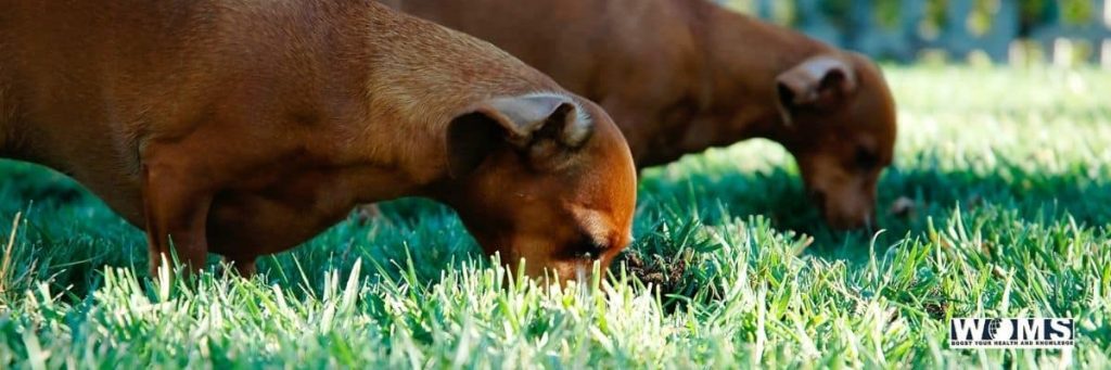 why do dogs eat grass and vomit