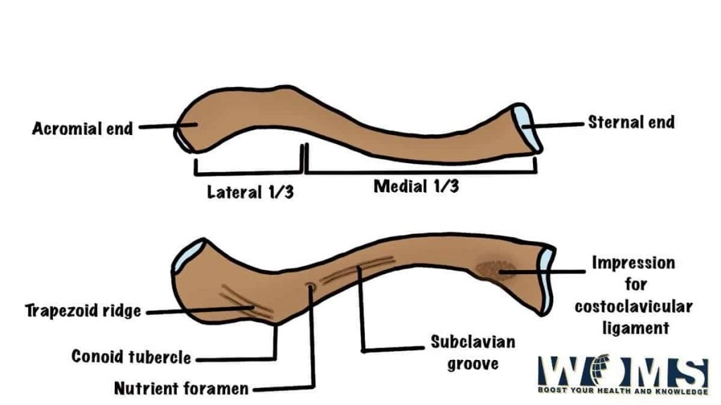 Illustrated Clavicle Bone
