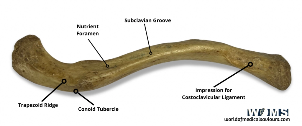 clavicle bone superior view