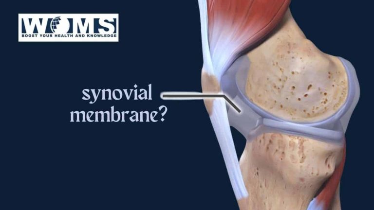 What is The Synovial membrane? - WOMS